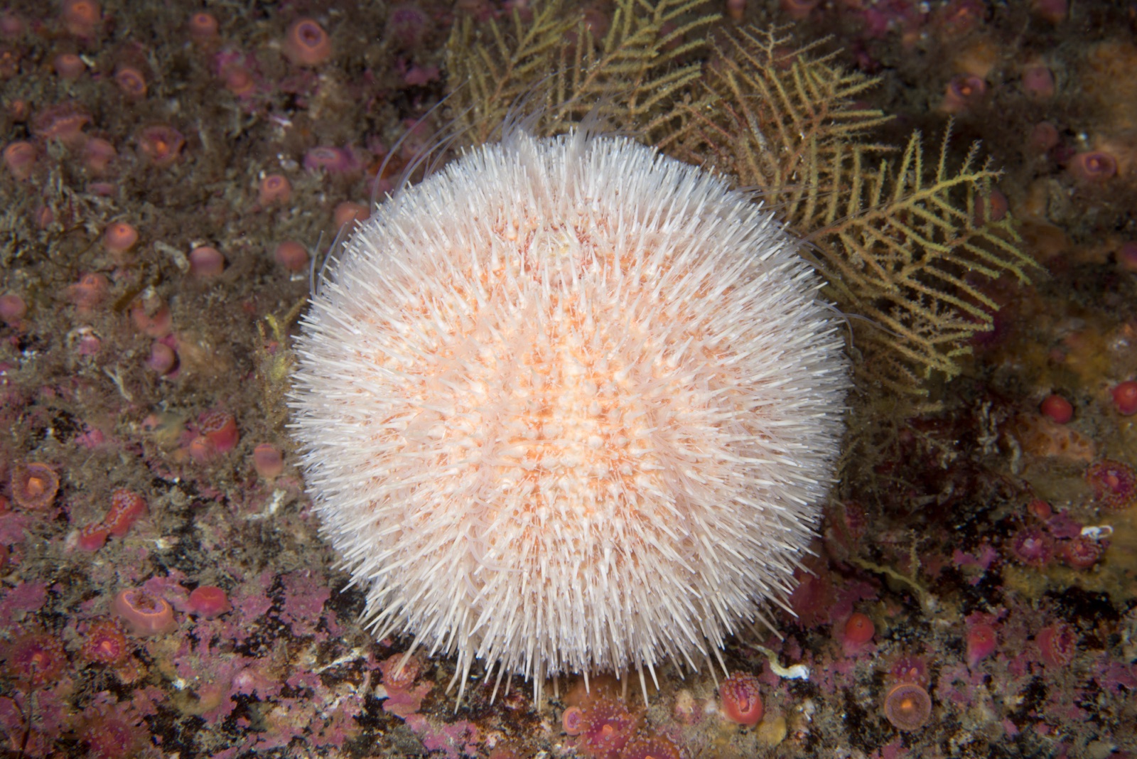 Photo of European edible sea urchin (Echinus esculentus)