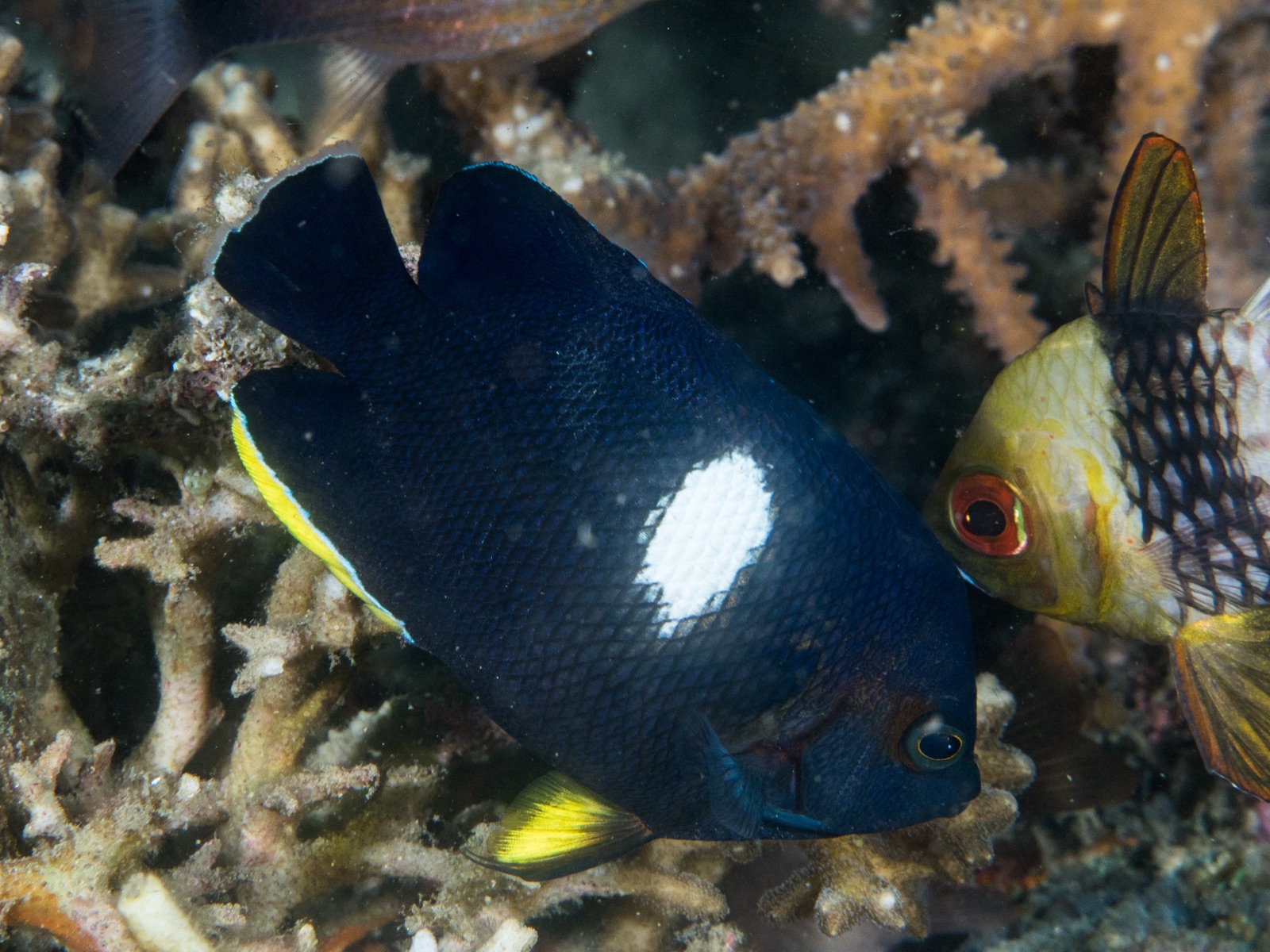Foto de Ángel cebra (Centropyge tibicen)