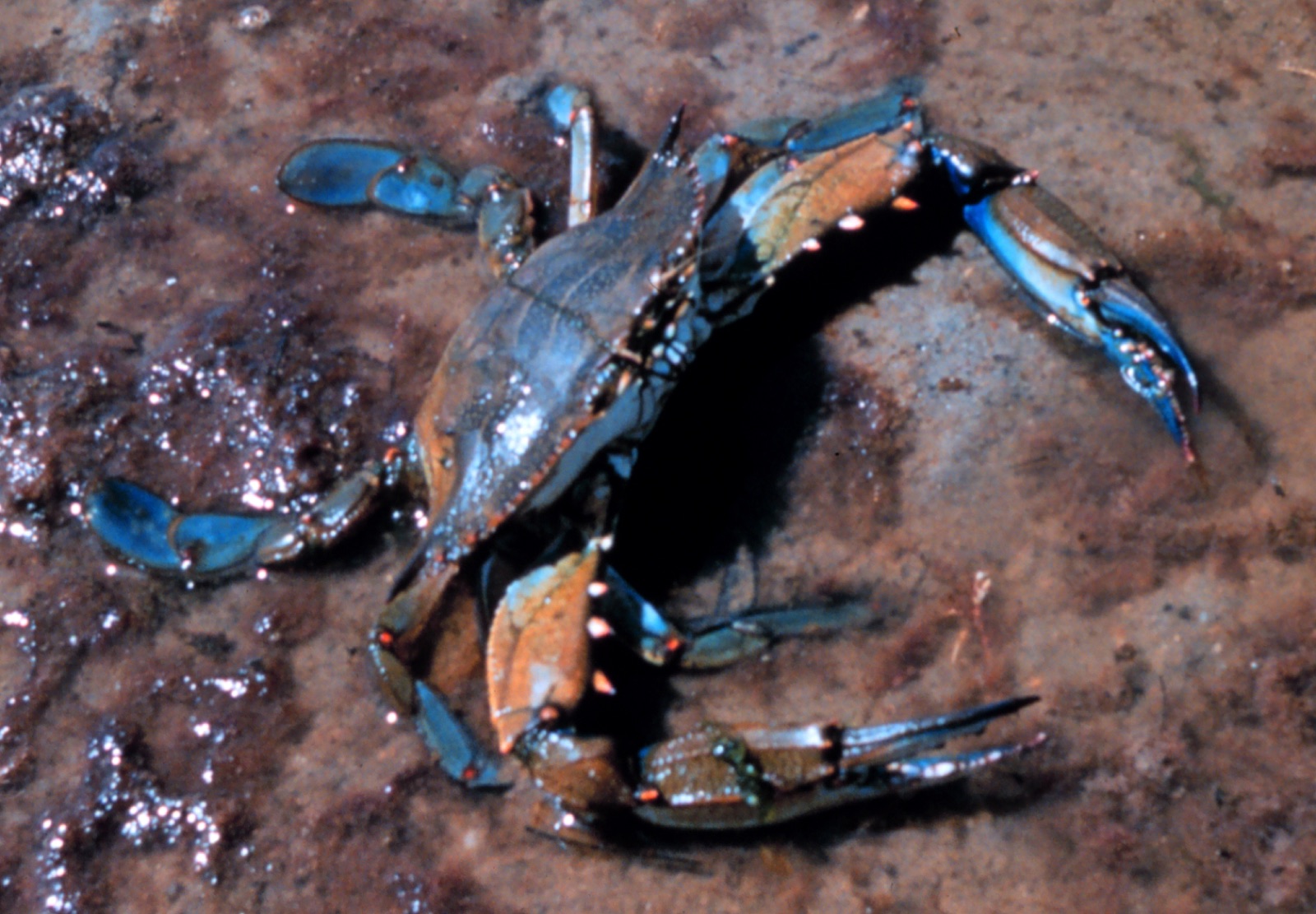 Photo of Atlantic blue crab (Callinectes sapidus)