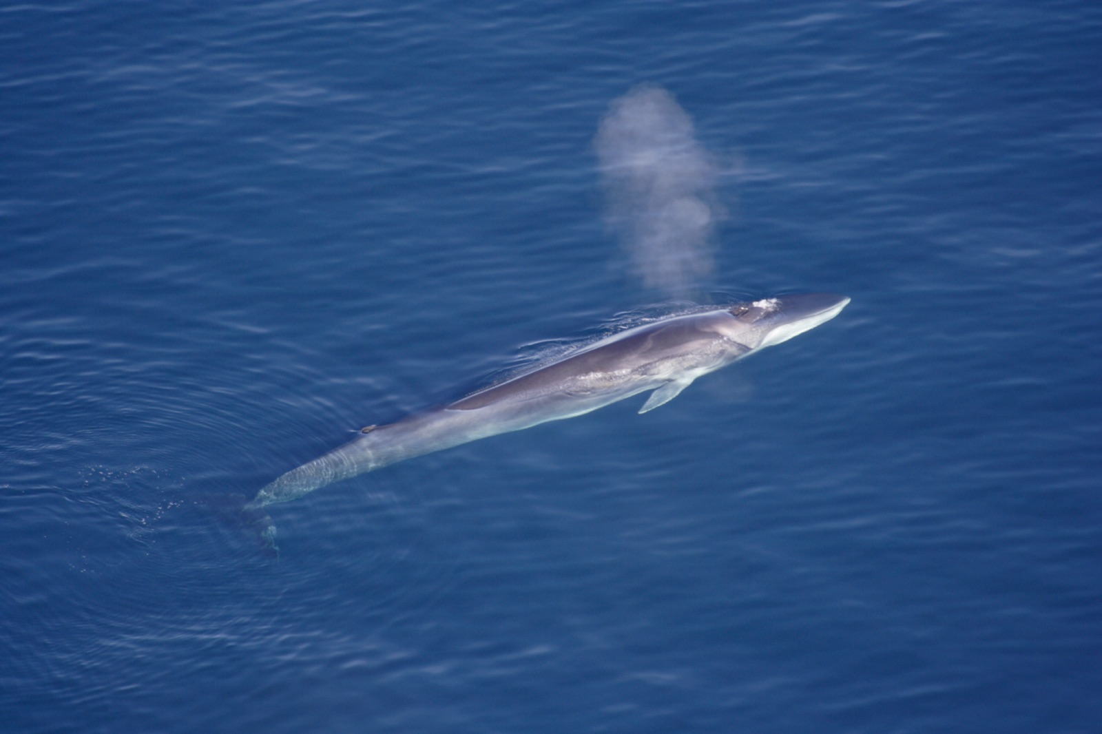 Photo of Fin whale (Balaenoptera physalus)