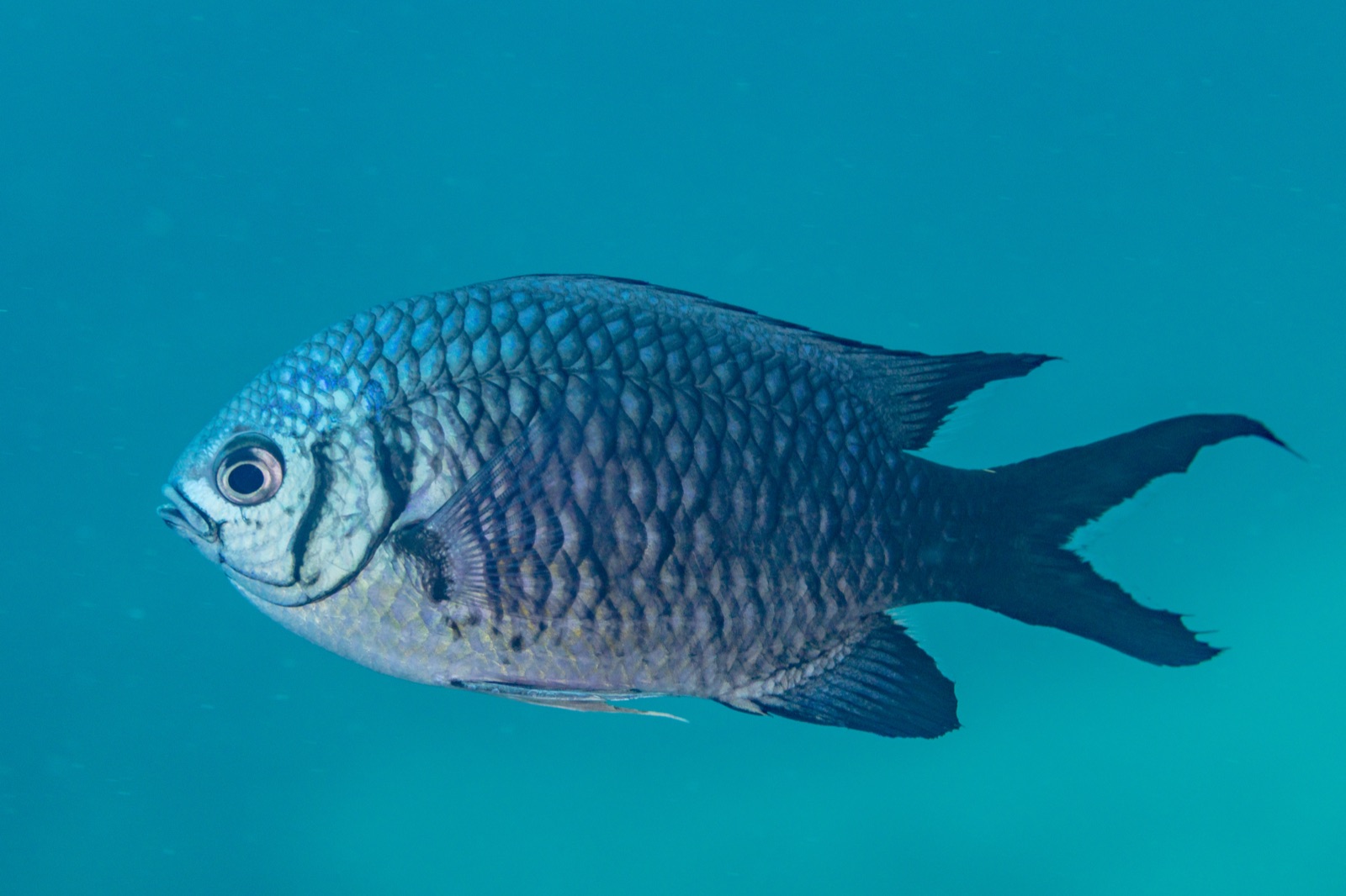 Photo of Mediterranean damselfish (Chromis chromis)