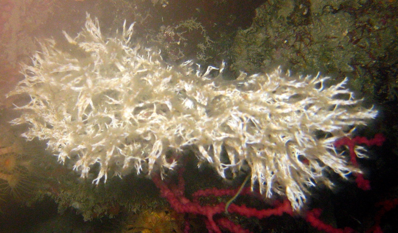 Photo of Filigree tubeworm (Filograna implexa)
