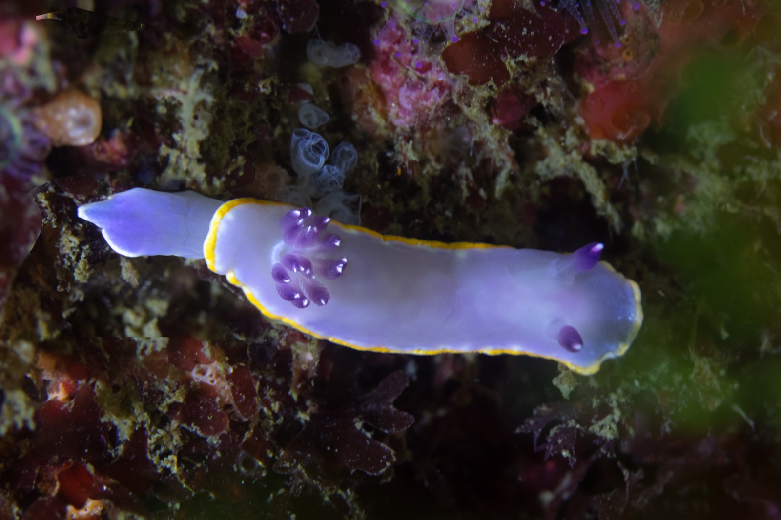Photo of Purple doris (Felimida purpurea)