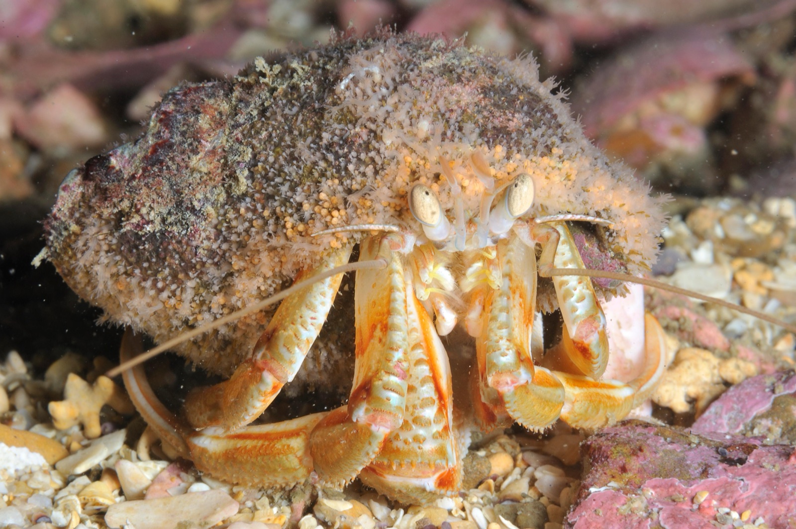 Photo of Common hermit crab (Pagurus bernhardus)