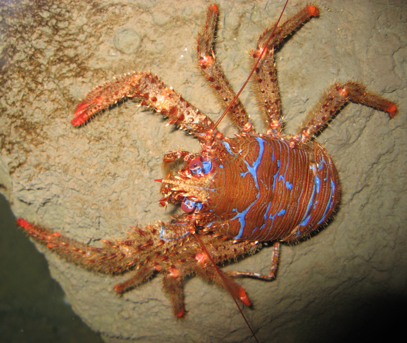 Photo of Spiny squat lobster (Galathea strigosa)