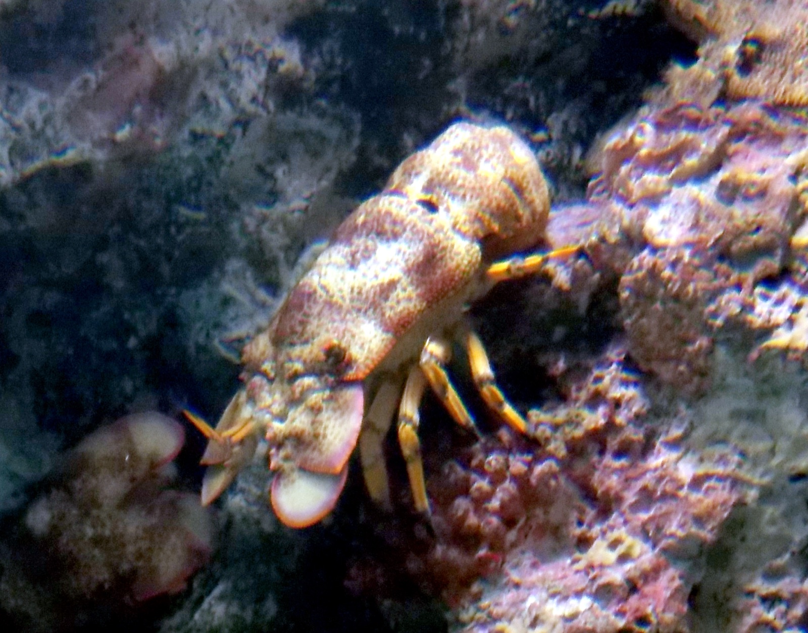 Photo of Scaly Slipper Lobster (Scyllarides squammosus)