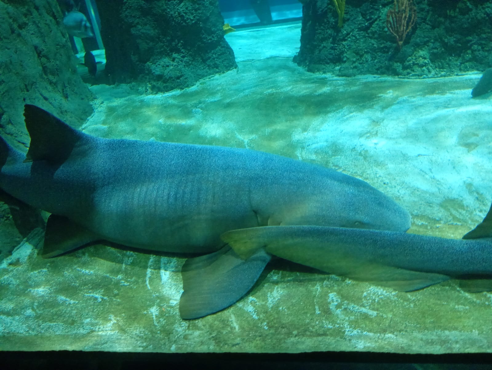 Photo de Requin-nourrice Pacifique Est (Ginglymostoma unami)