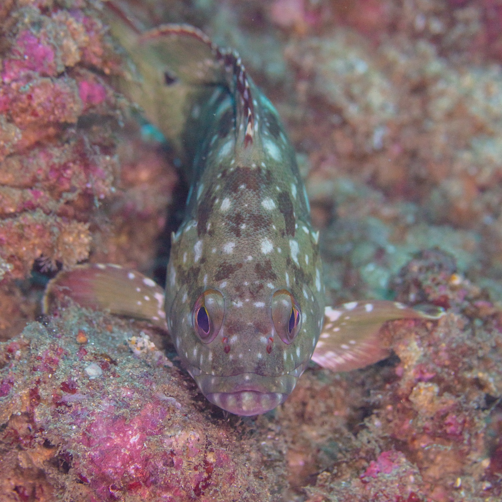 Photo of Starry grouper (Epinephelus labriformis)