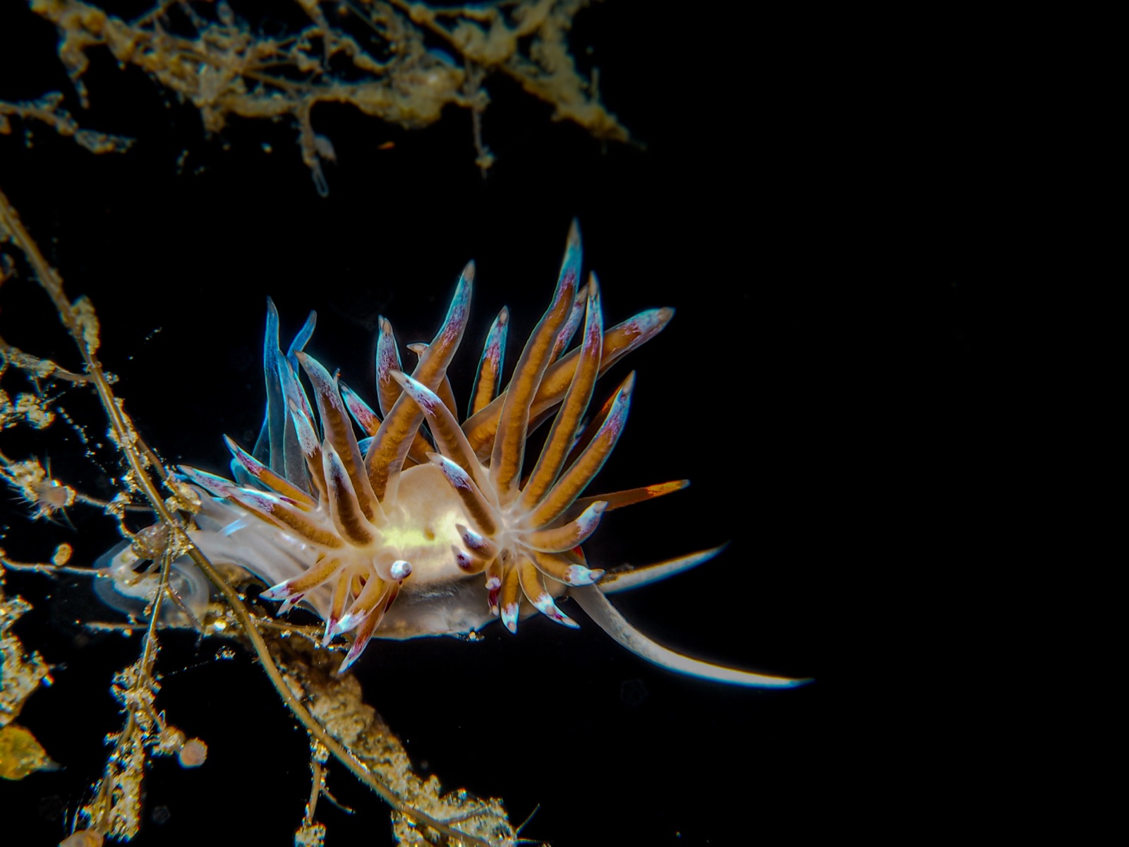 Foto de Cratena peregrina (Cratena peregrina)