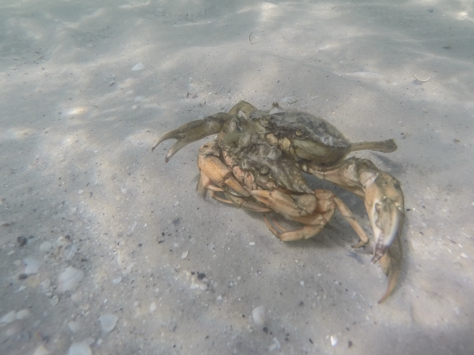 Photo of Mediterranean green crab (Carcinus aestuarii)