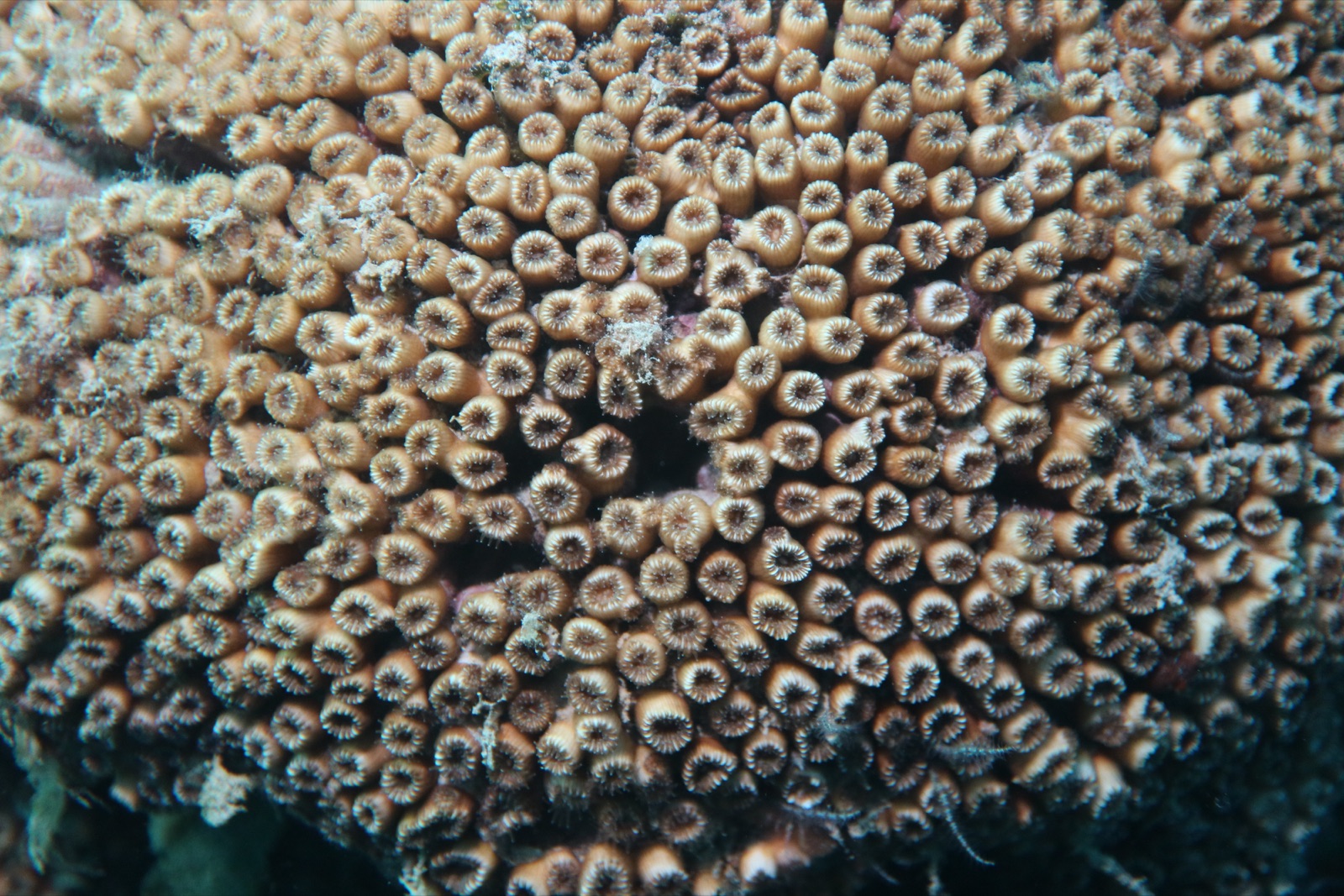 Photo of Mediterranean stony coral (Cladocora caespitosa)