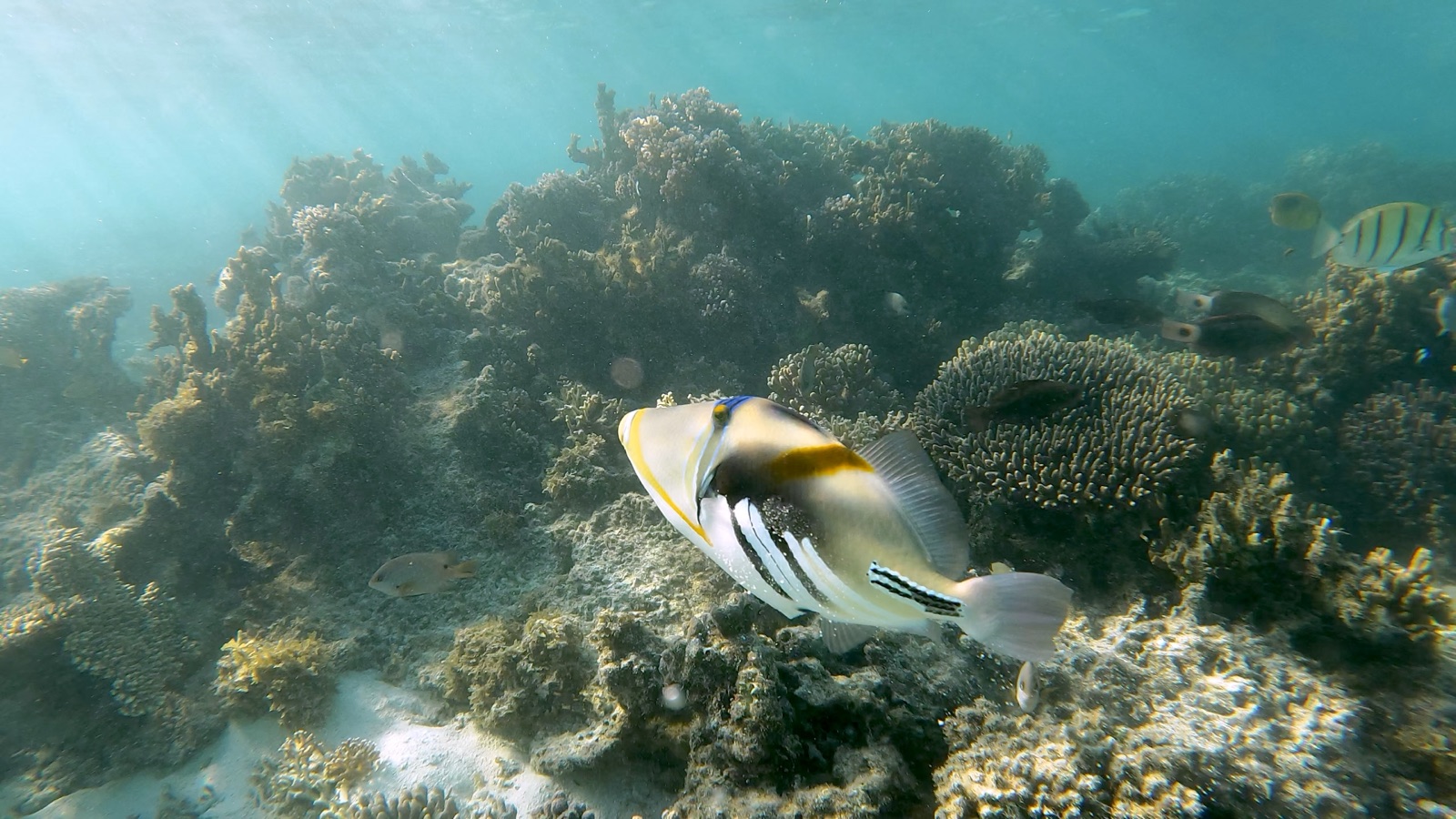 Photo of Picasso triggerfish (Rhinecanthus aculeatus)