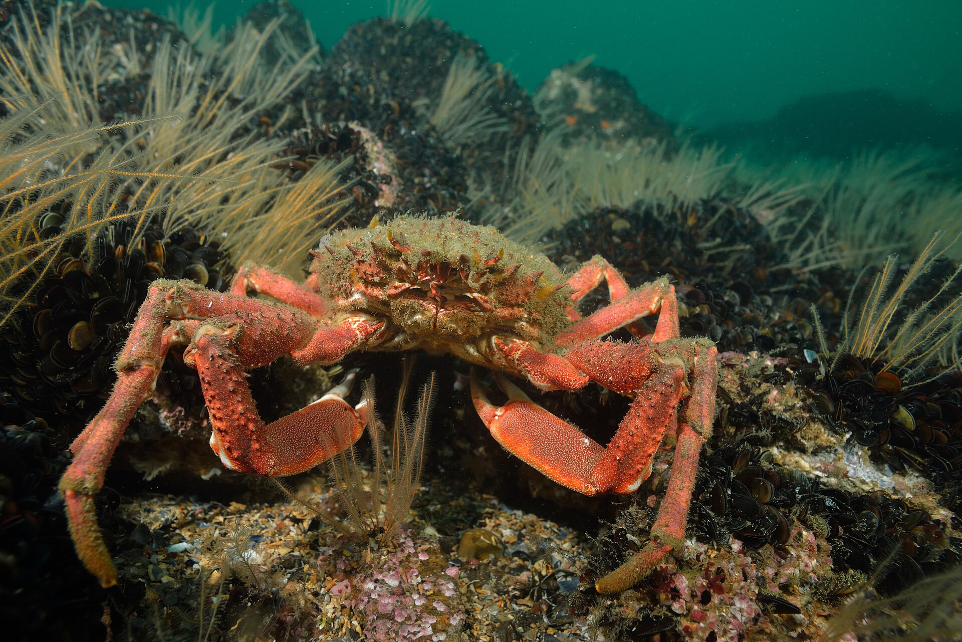 Photo of Giant European Spider Crab (Maja brachydactyla)