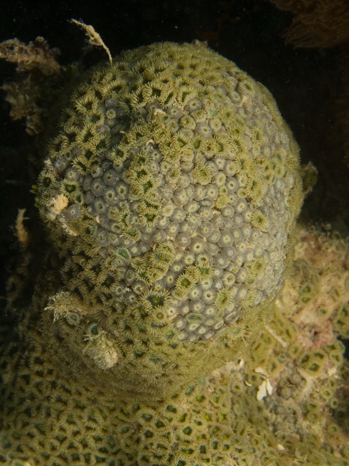 Foto de Zoántido bonito (Zoanthus pulchellus)