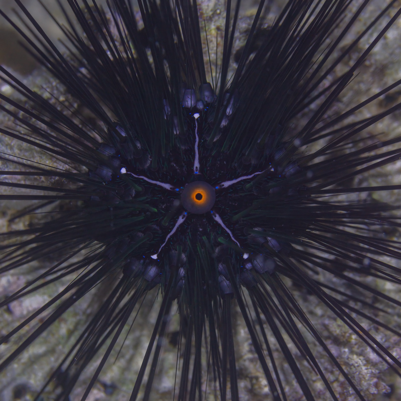 Photo of Long-spined black urchin (Diadema setosum)