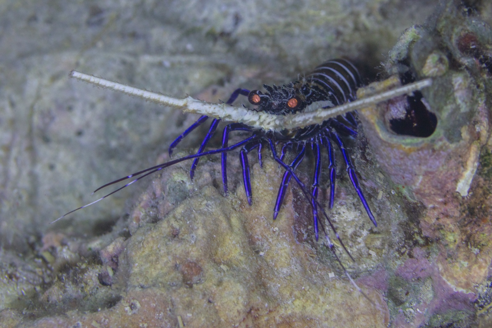 Photo of Painted Spiny Lobster (Panulirus versicolor)