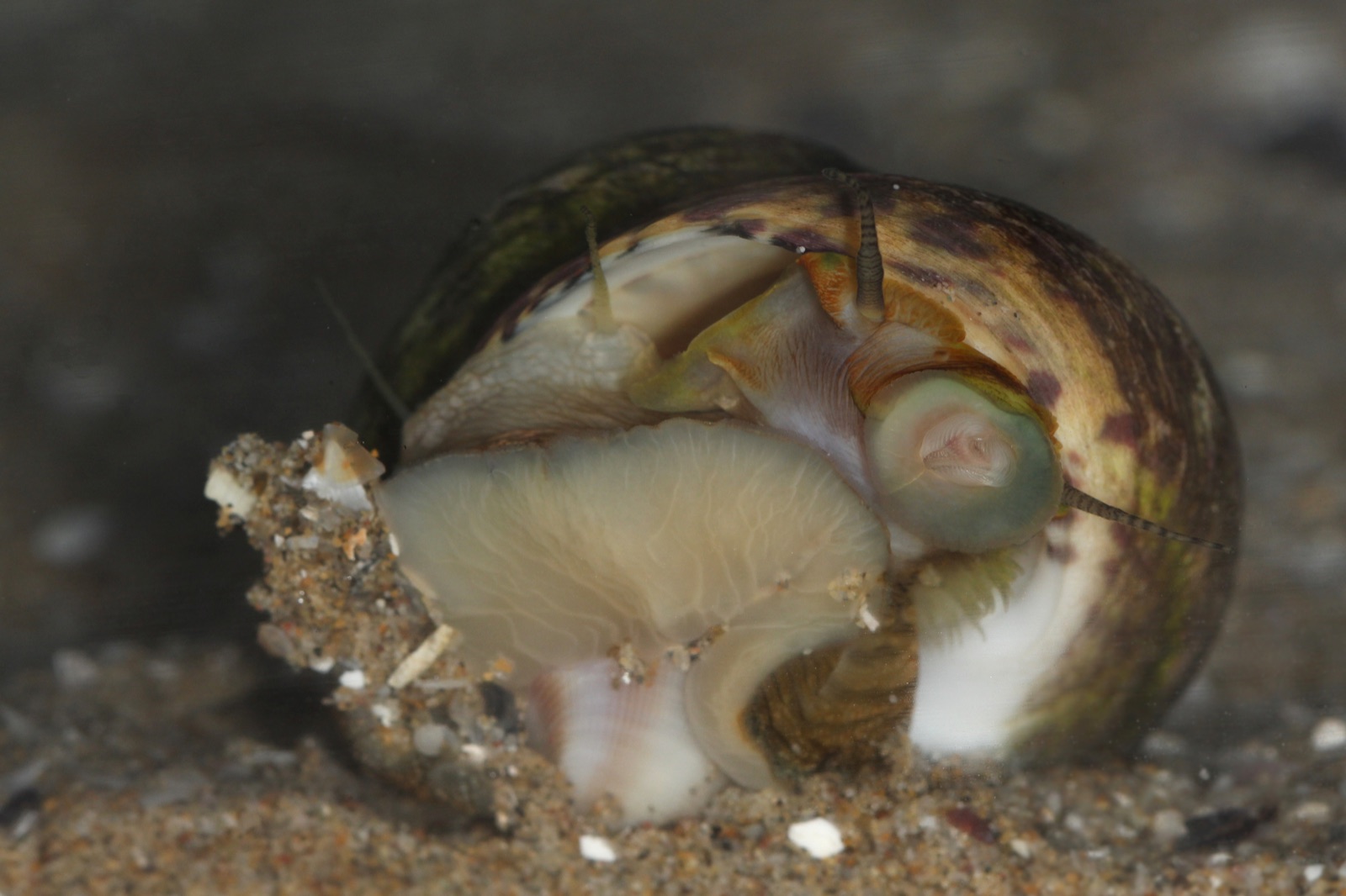 Photo of Turbinate monodont (Phorcus turbinatus)