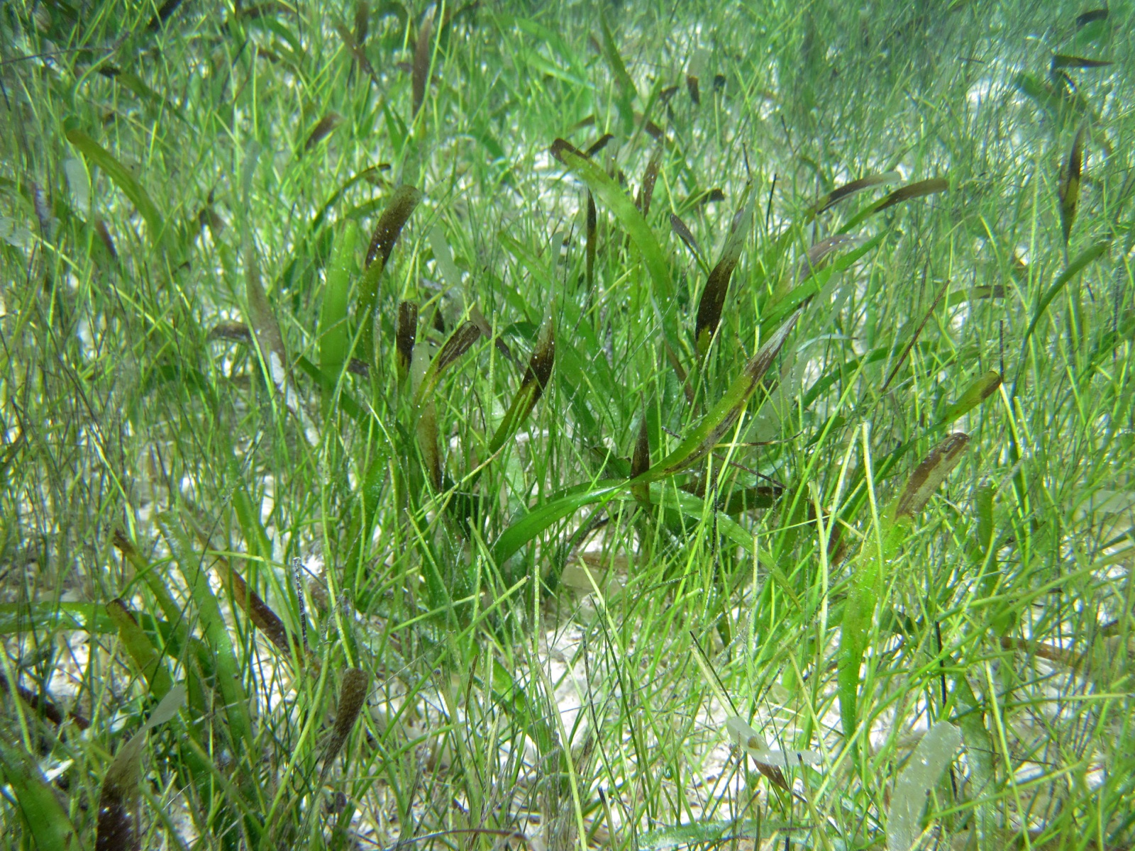 Photo de Syringodium filiforme (Syringodium filiforme)