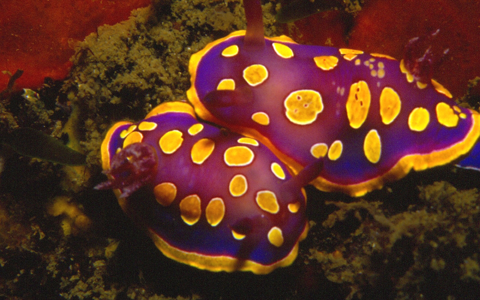 Foto de Doris amarillo-rosa (Felimida luteorosea)