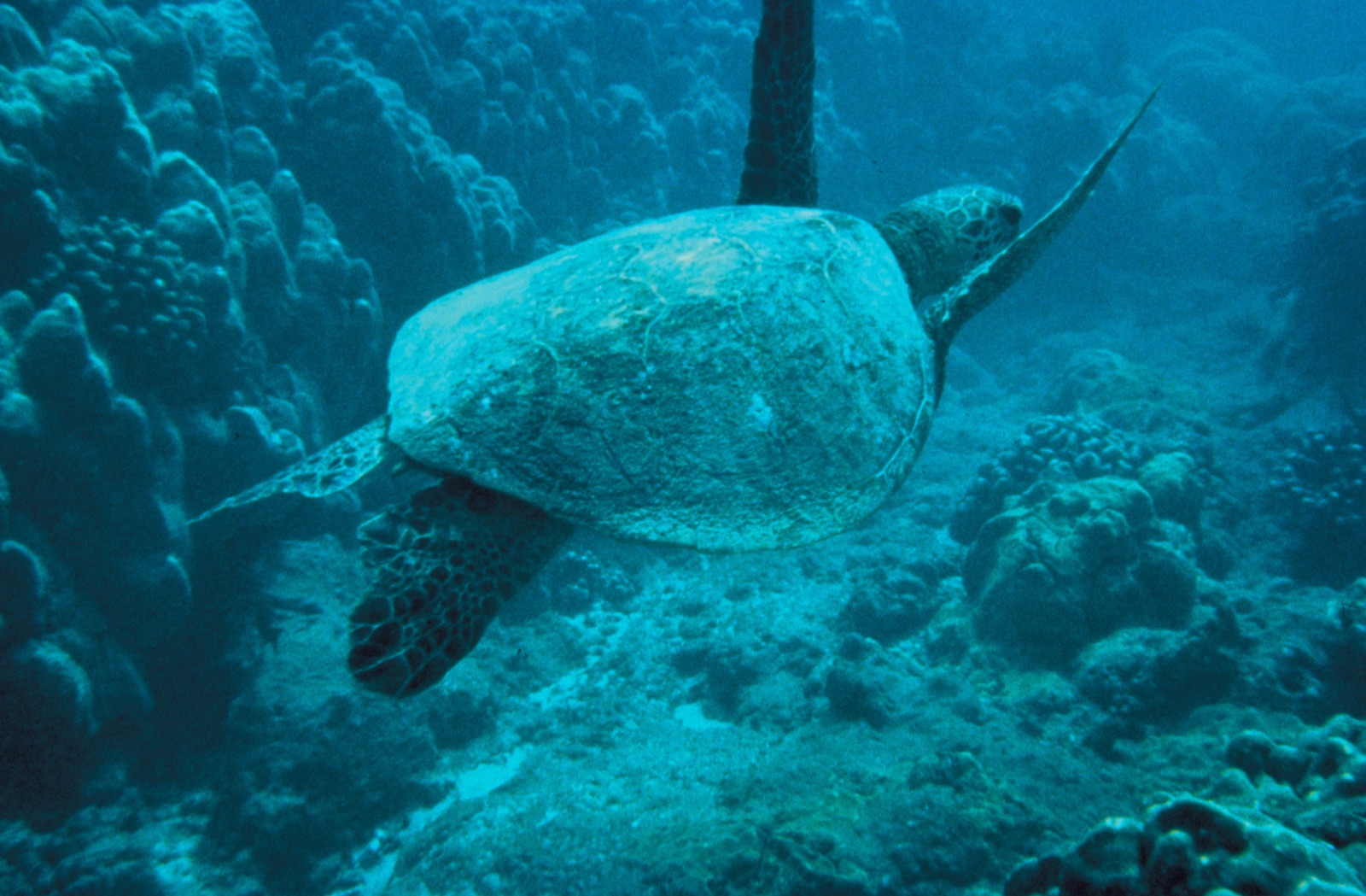 Photo of Flatback turtle (Natator depressus)