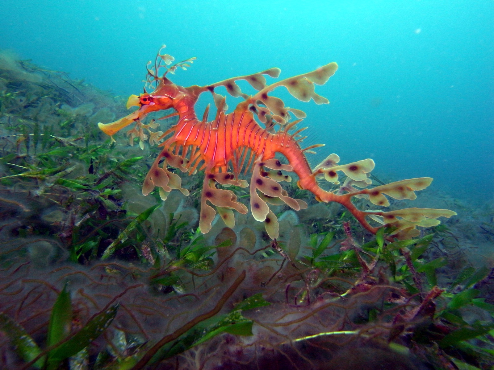 Foto de Dragon marino foliado (Phycodurus eques)
