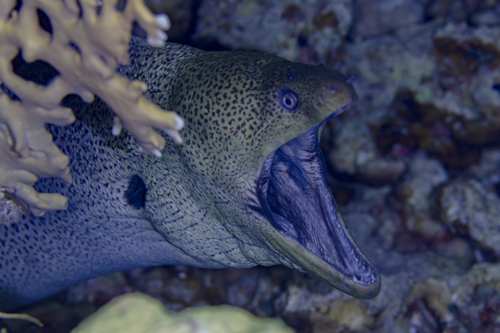 Photo of Giant moray (Gymnothorax javanicus)