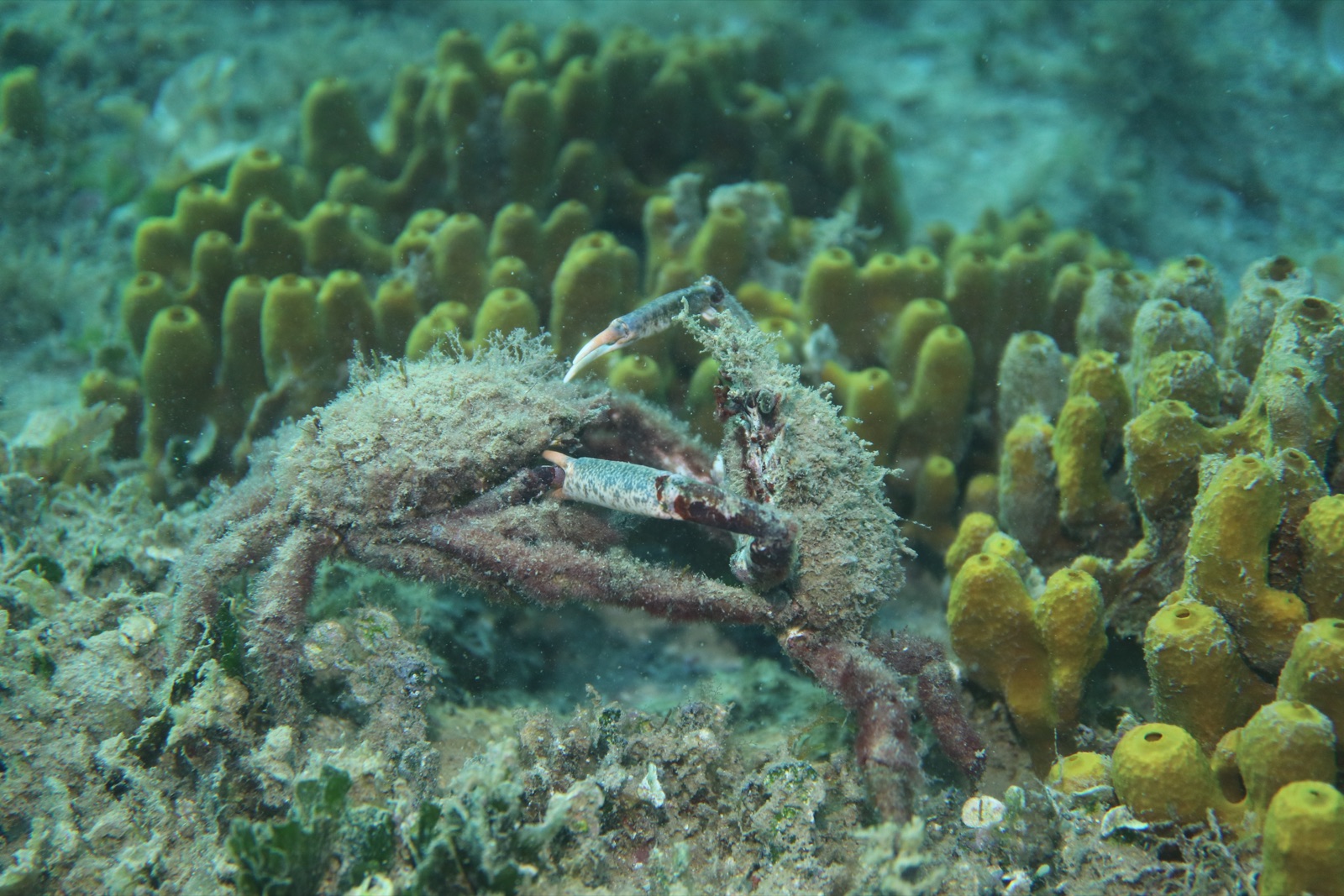 Foto de Centolla mediterránea (Maja crispata)
