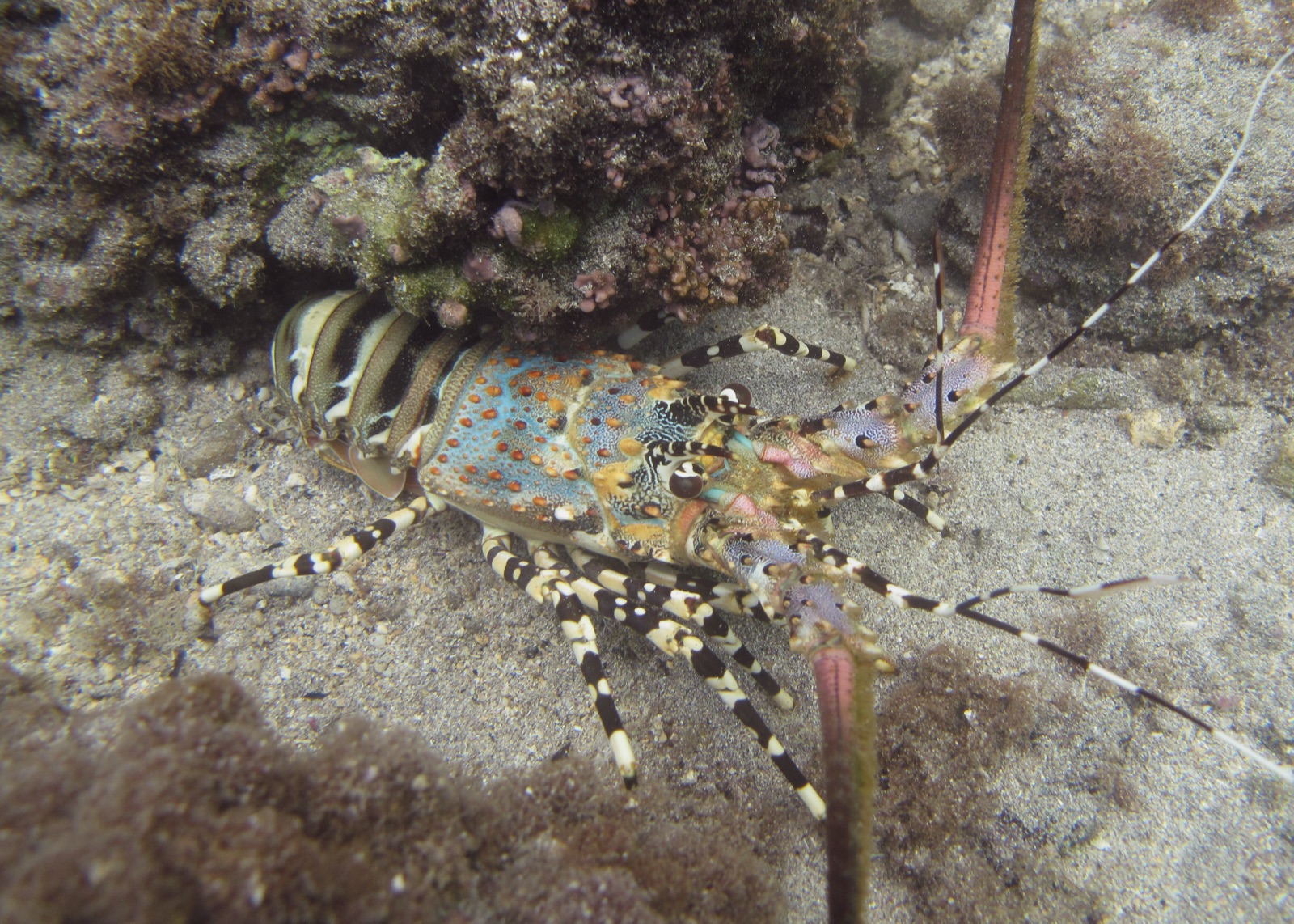 Photo of Ornate Spiny Lobster (Panulirus ornatus)