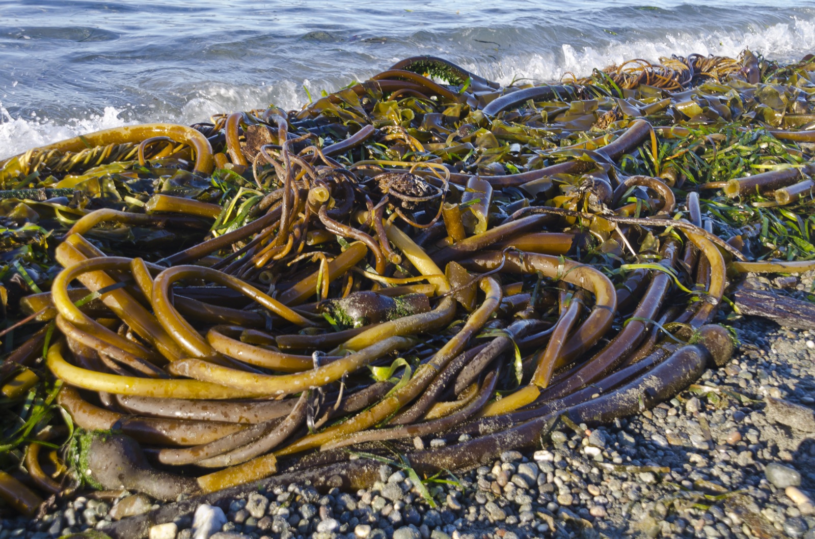 Photo of Bull Kelp (Nereocystis luetkeana)