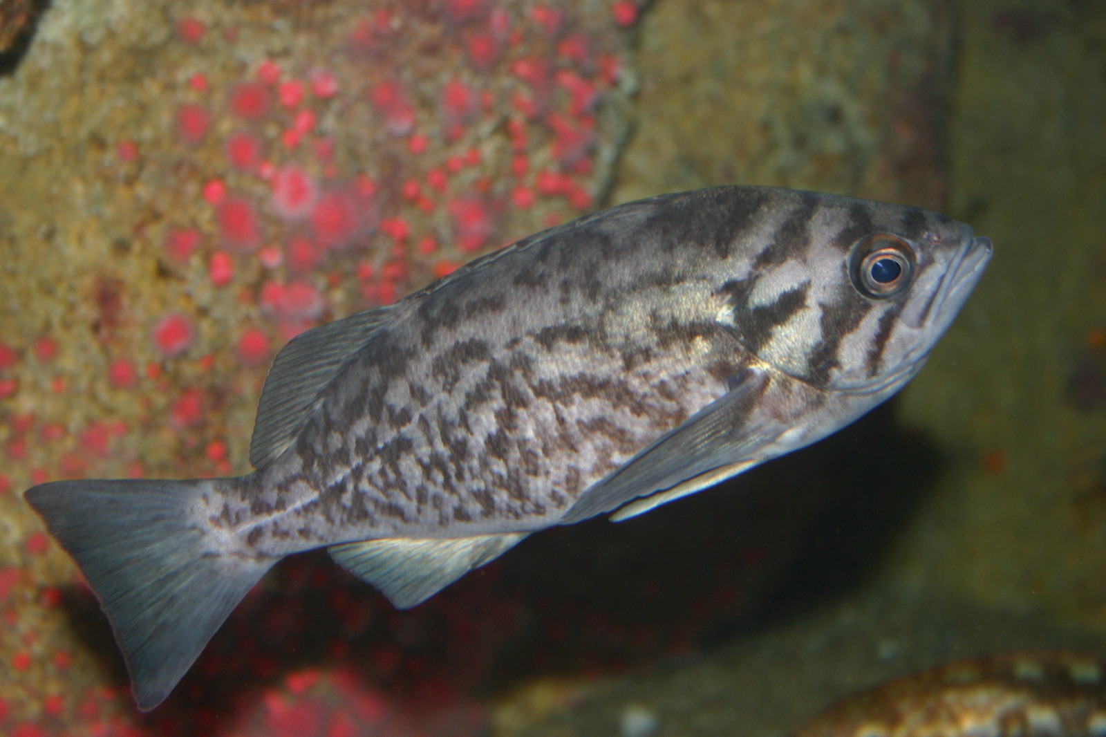 Foto de rocote azul (Sebastes mystinus)