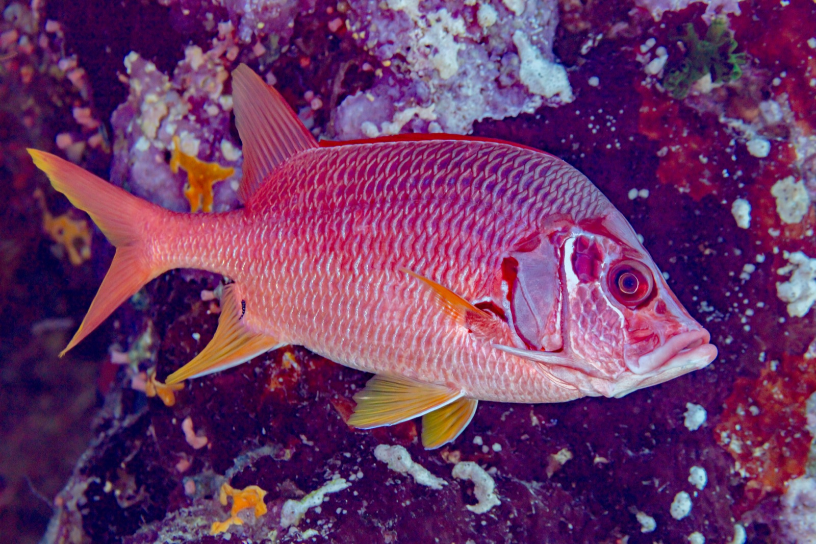 Photo of Sabre squirrelfish (Sargocentron spiniferum)