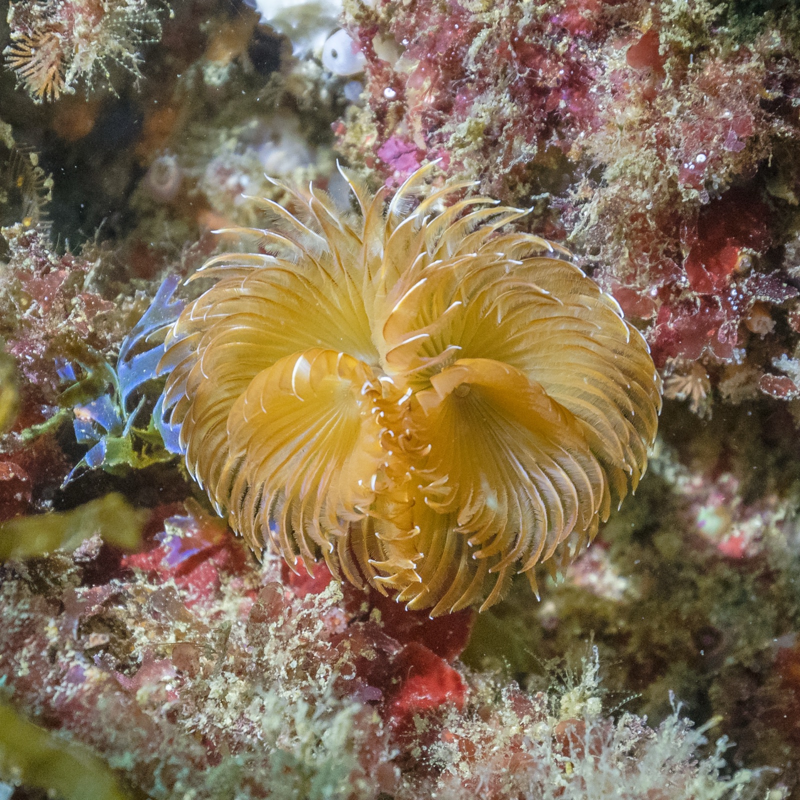 Photo of Twin fanworm (Bispira volutacornis)