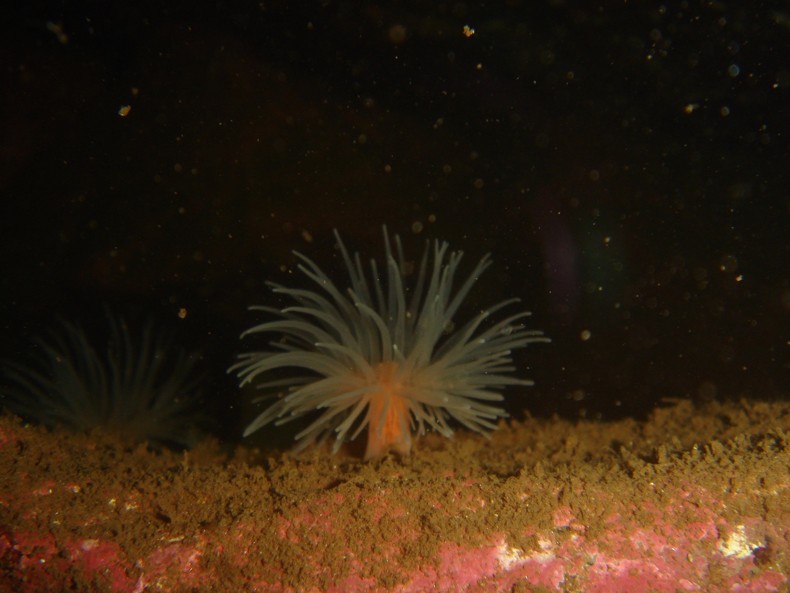 Photo of Fireworks anemone (Pachycerianthus multiplicatus)