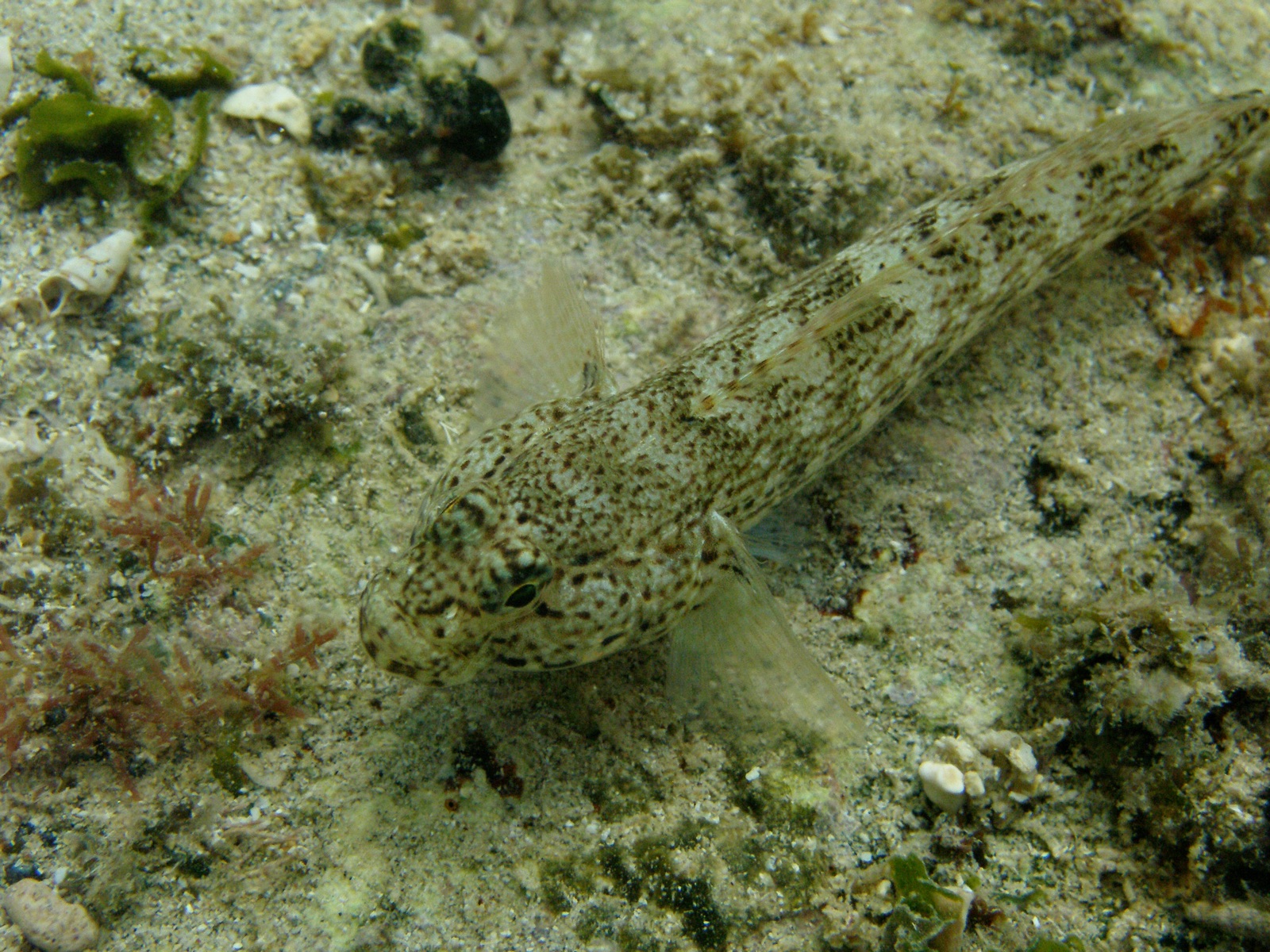 Photo of Bucchich's goby (Gobius bucchichi)