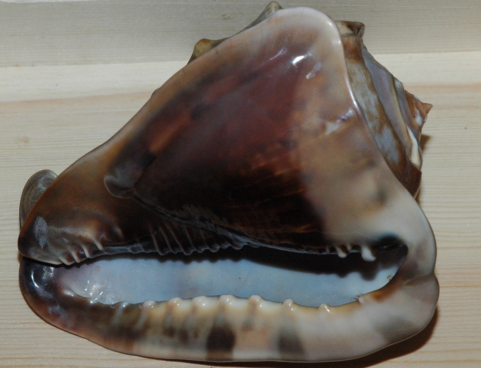 Photo of Tuberous Helmet (Cassis tuberosa)