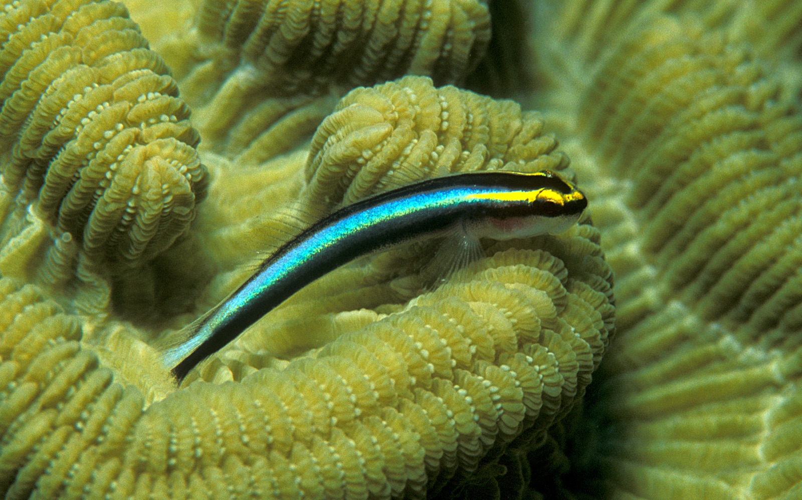Photo of Sharknose goby (Elacatinus evelynae)