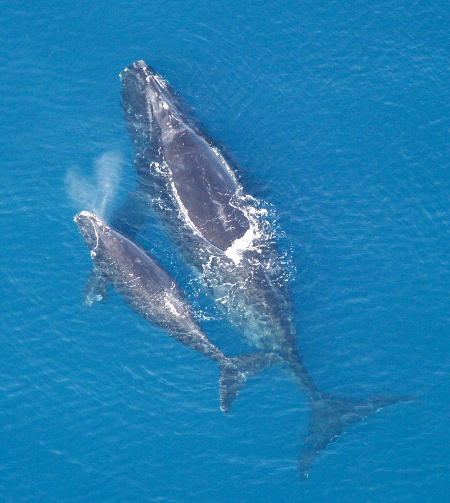 Photo of North Atlantic Right Whale (Eubalaena glacialis)