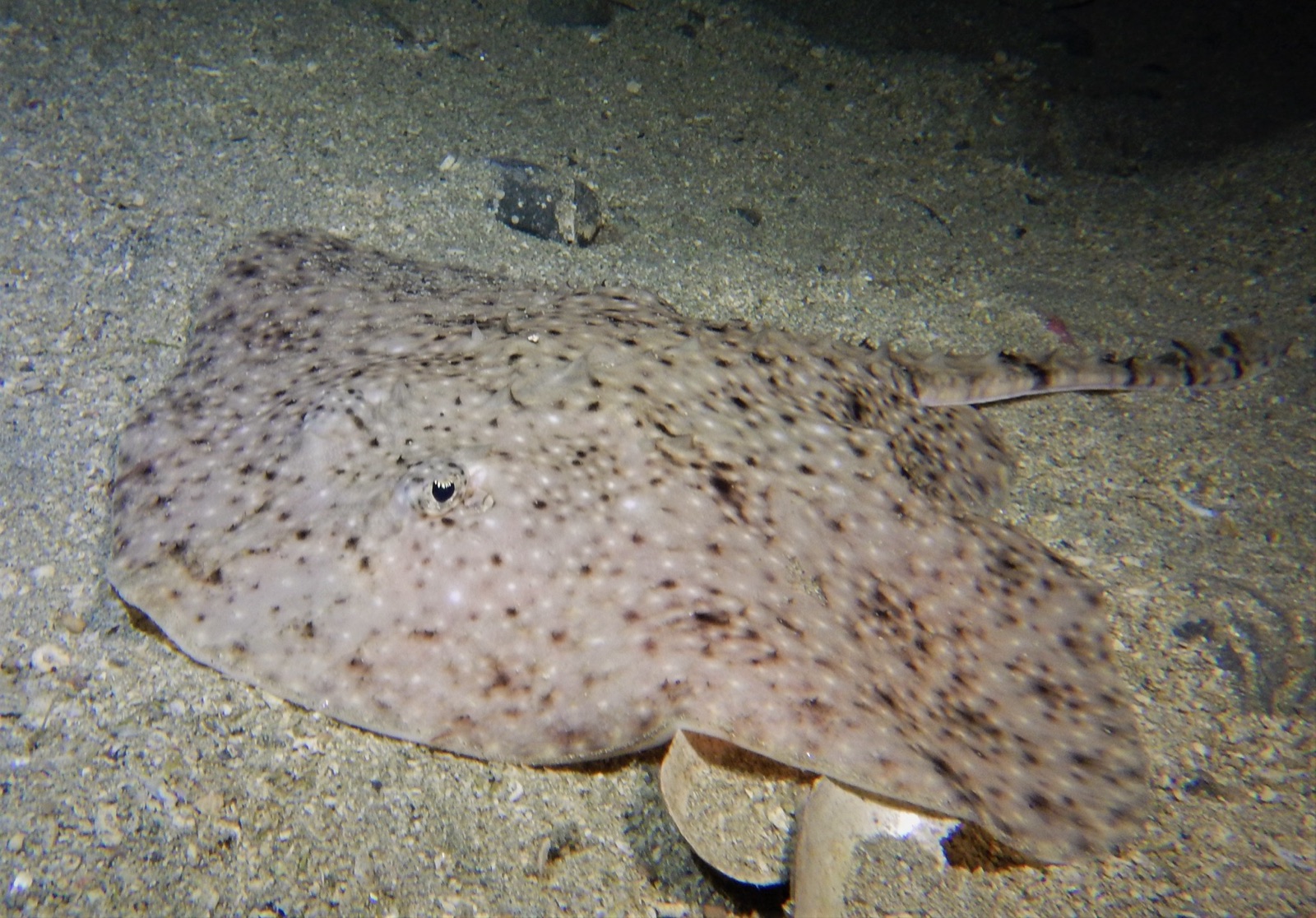 Photo of Starry ray (Amblyraja radiata)