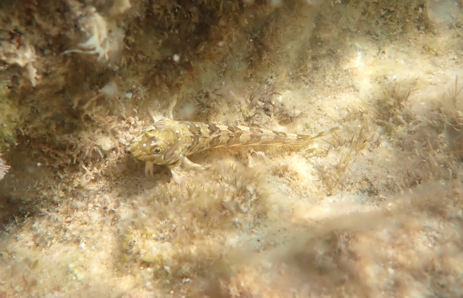 Photo of Sphynx blenny (Aidablennius sphynx)