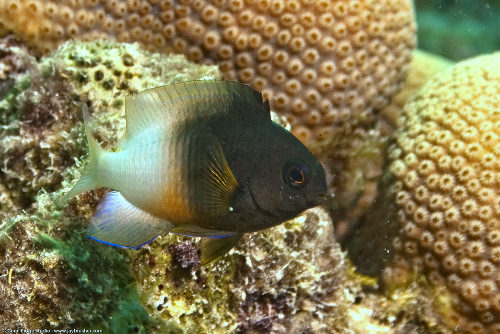 Photo of Bicolor damselfish (Stegastes partitus)