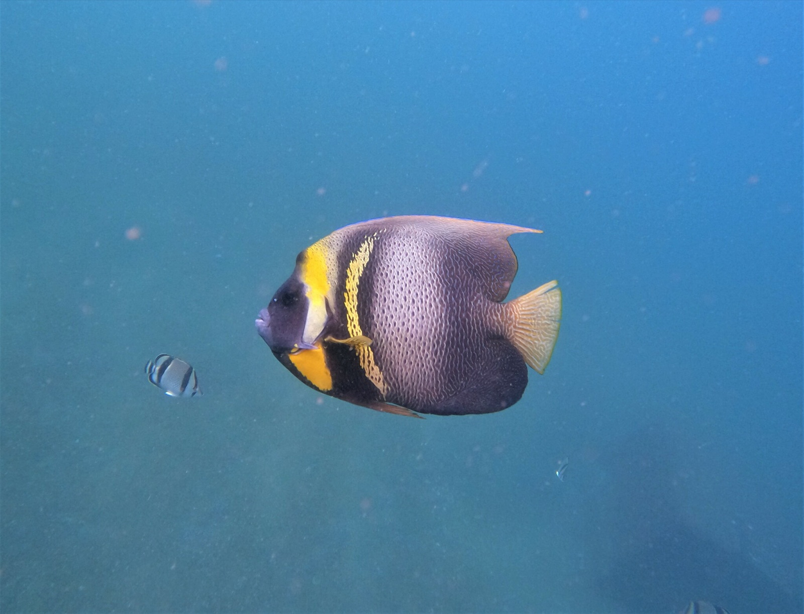 Photo of Cortez angelfish (Pomacanthus zonipectus)