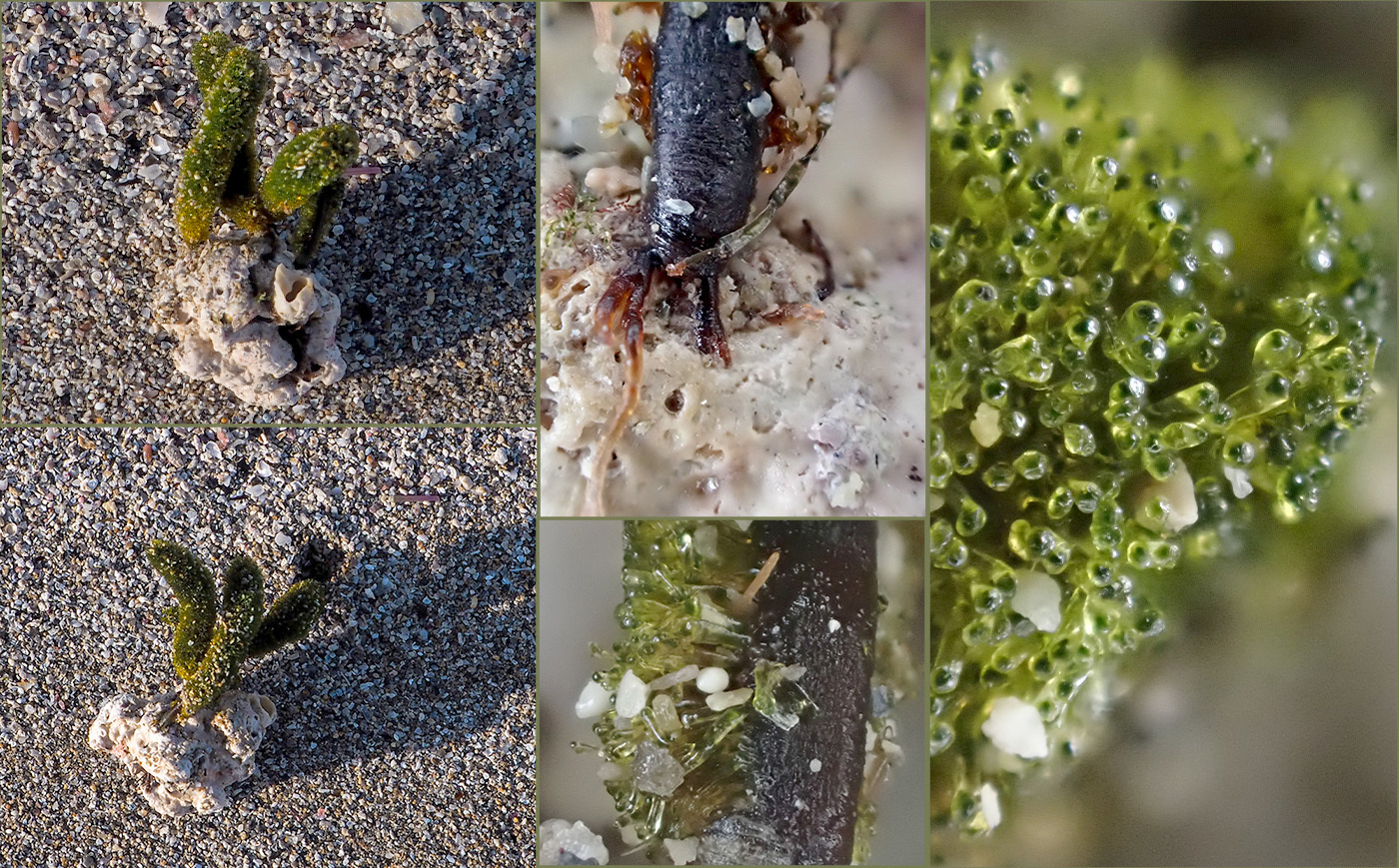 Photo of Worm alga (Dasycladus vermicularis)