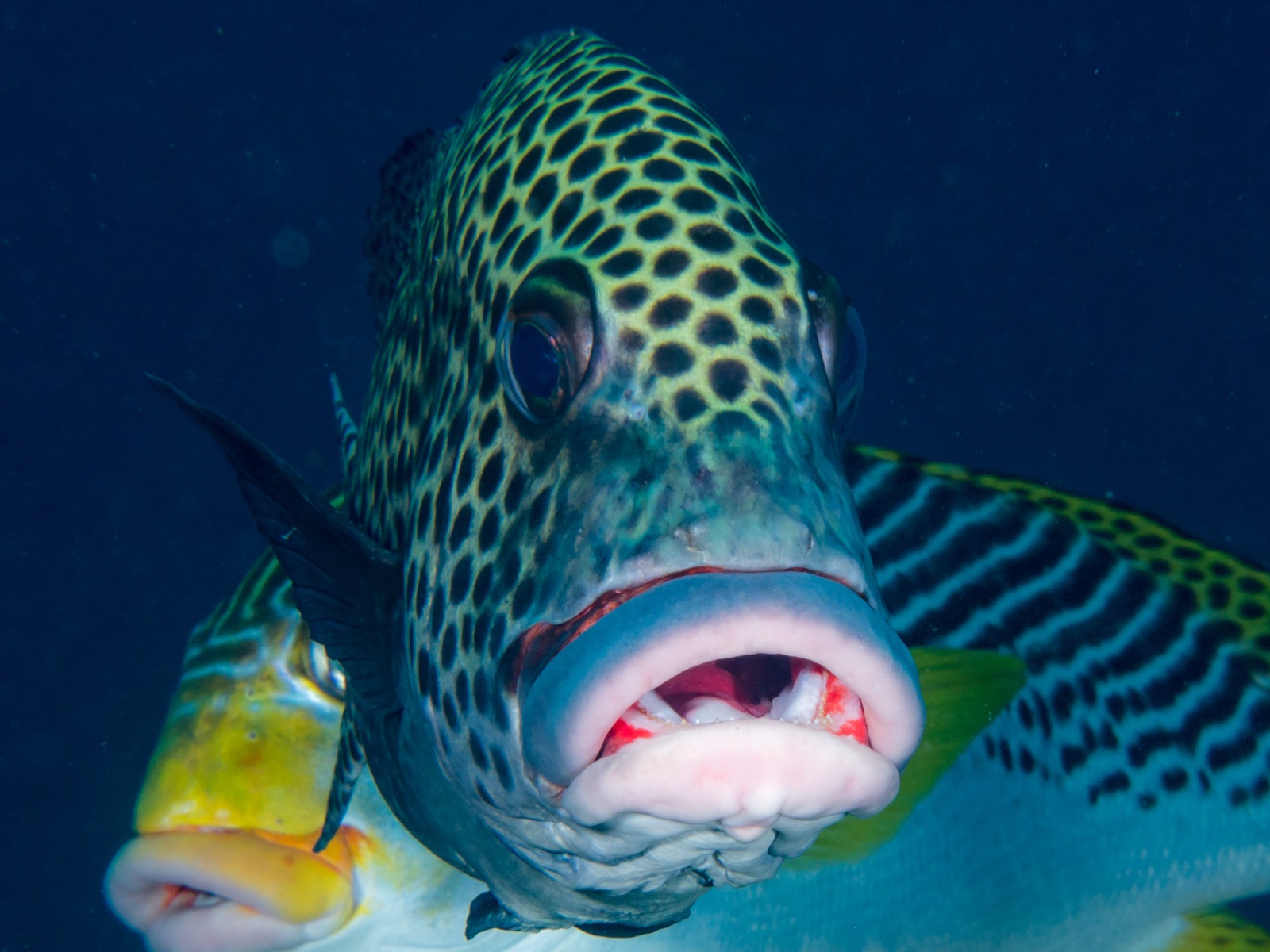 Foto de Boca dulce moteada negra (Plectorhinchus schotaf)