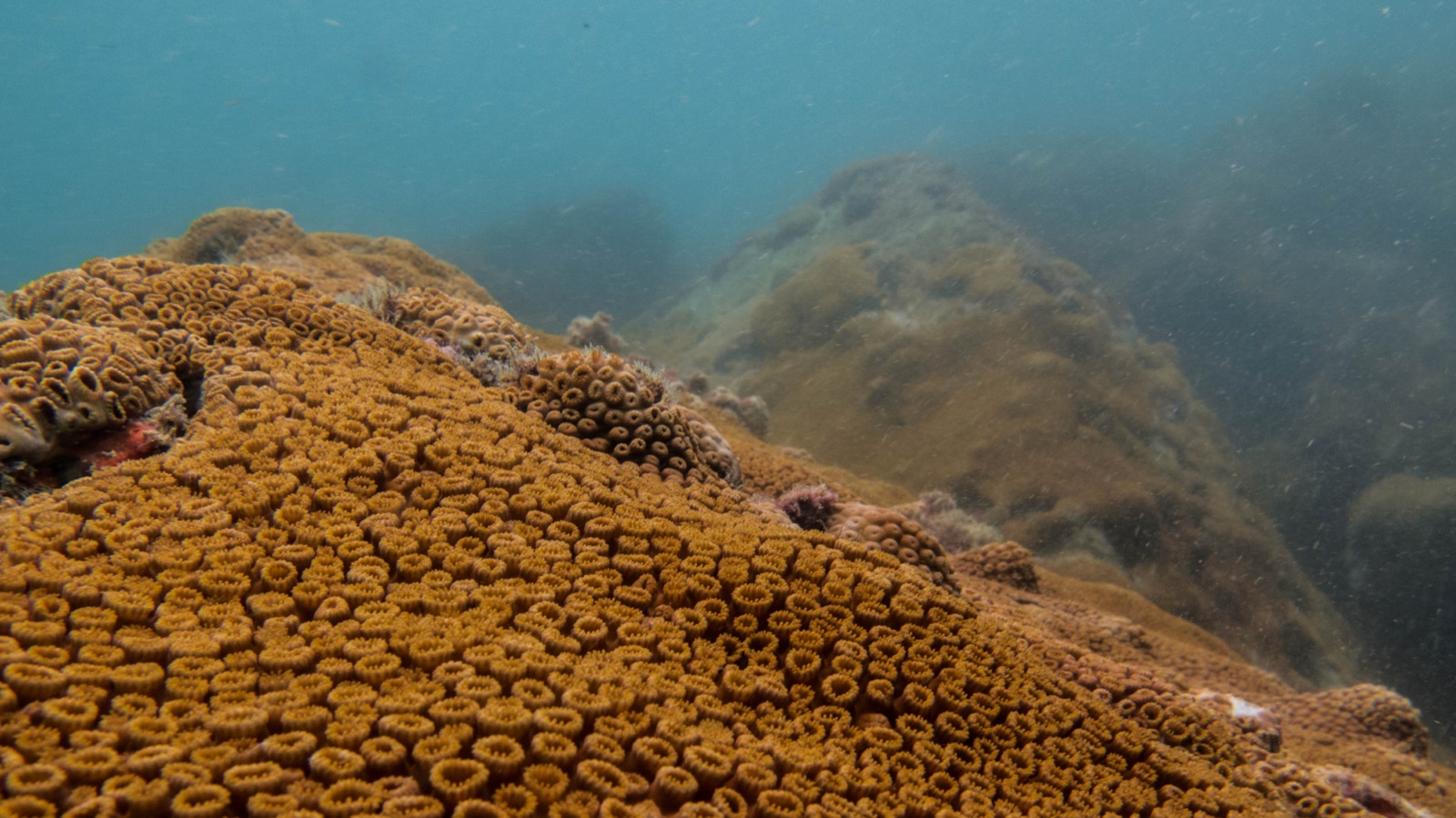Photo of Caribbean mat zoanthid (Palythoa caribaeorum)