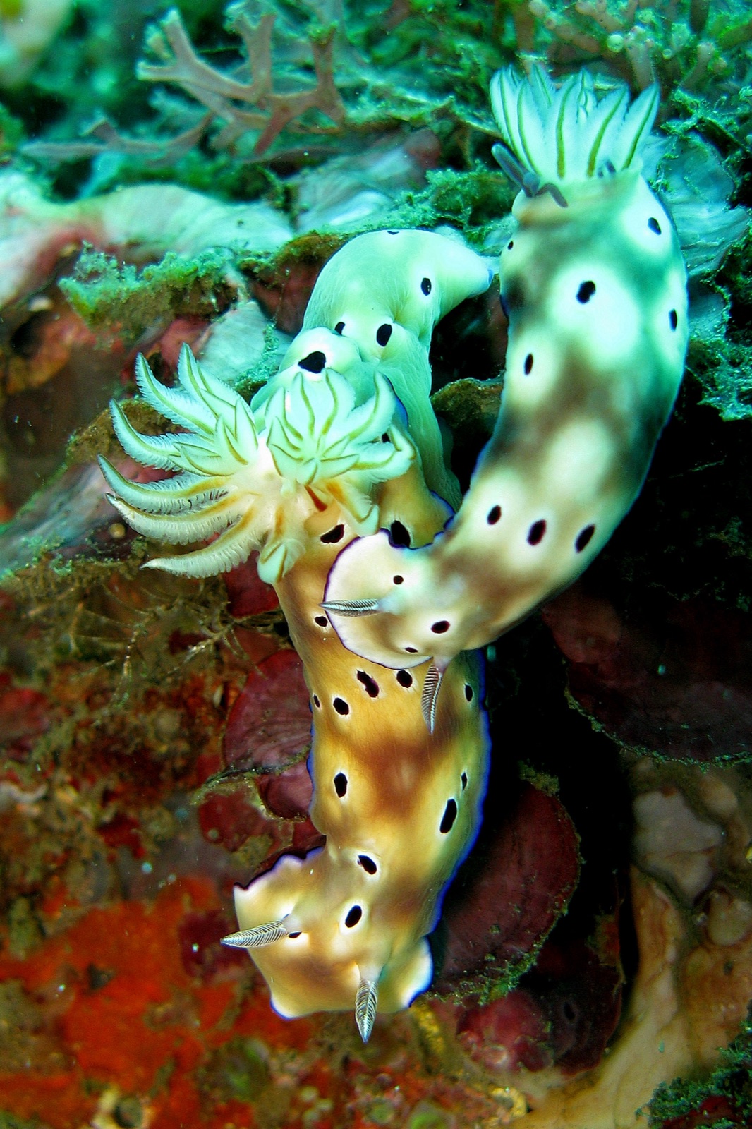 Photo de Risbecia de Tryon (Risbecia tryoni)