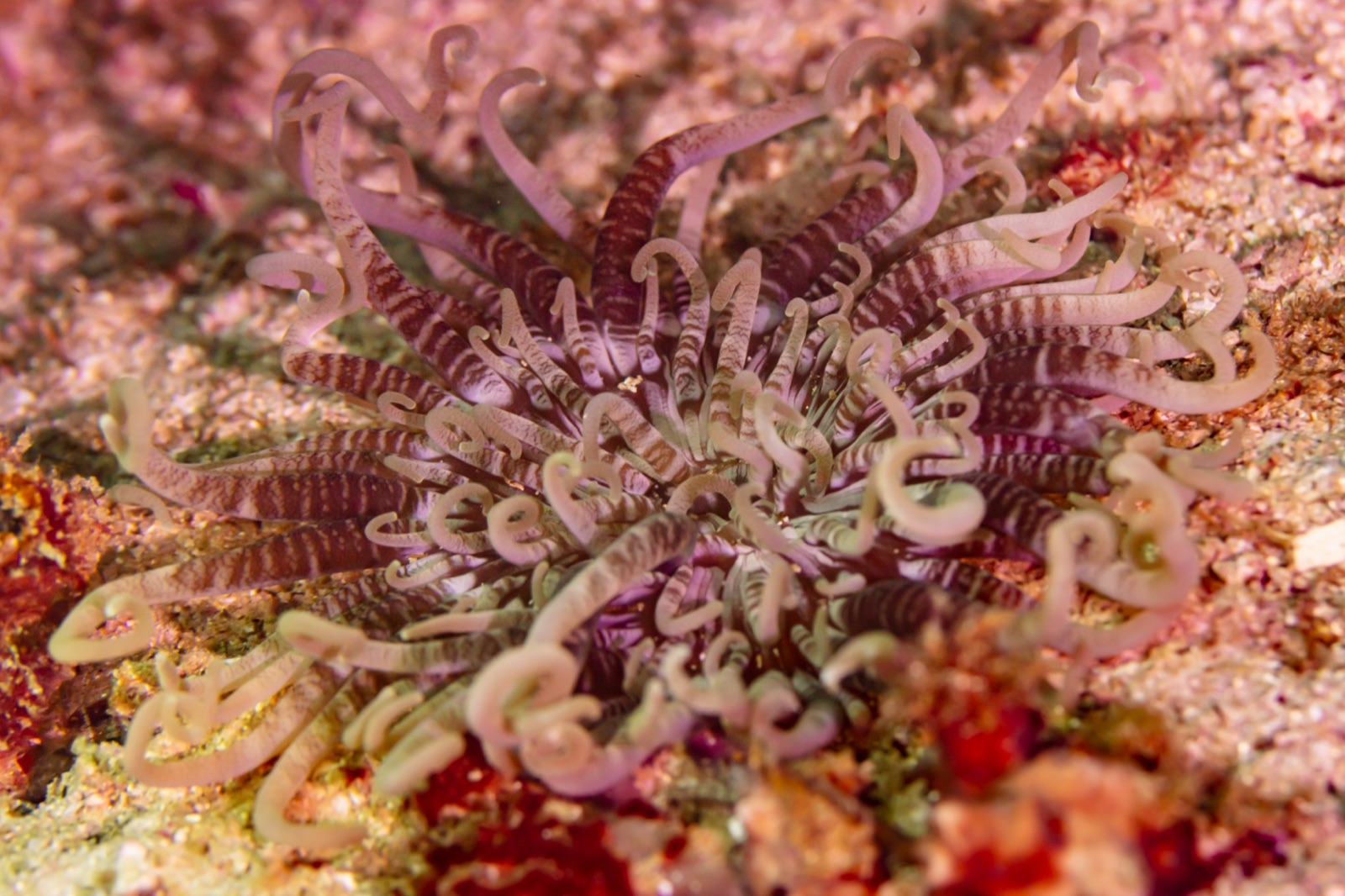 Photo of Beaded sea anemone (Heteractis aurora)