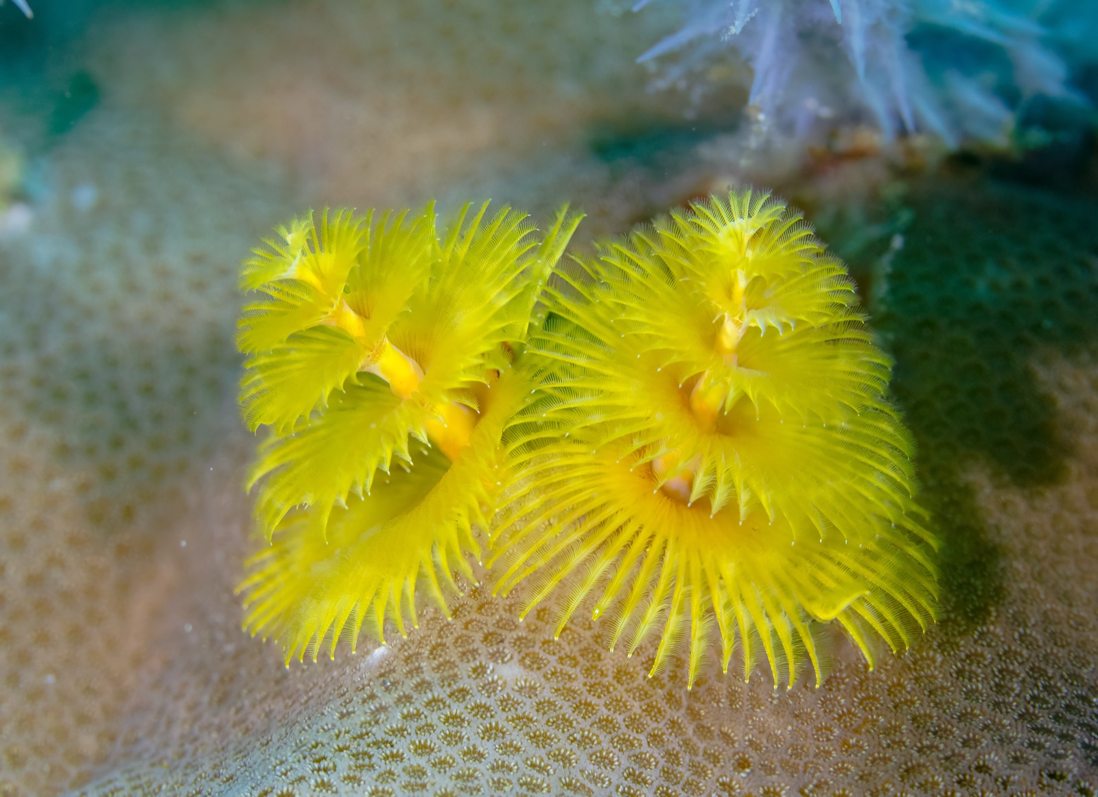 Photo of Christmas tree worm (Spirobranchus giganteus)