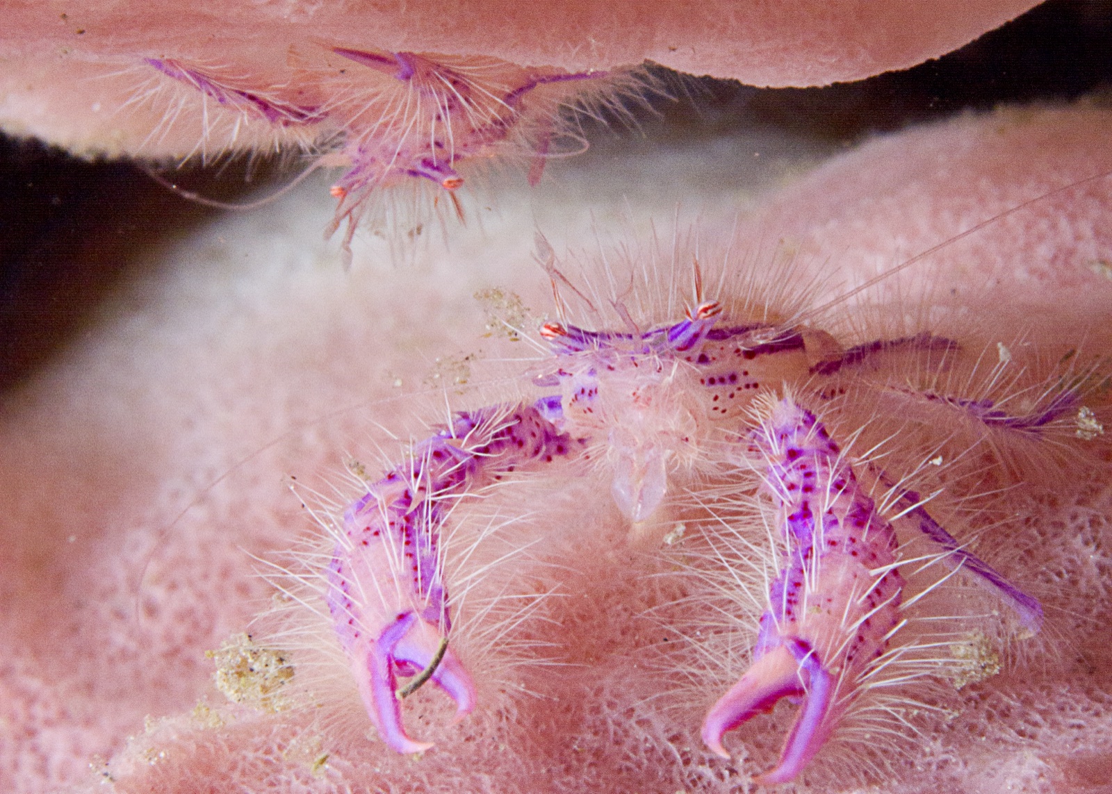 Photo of Hairy squat lobster (Lauriea siagiani)