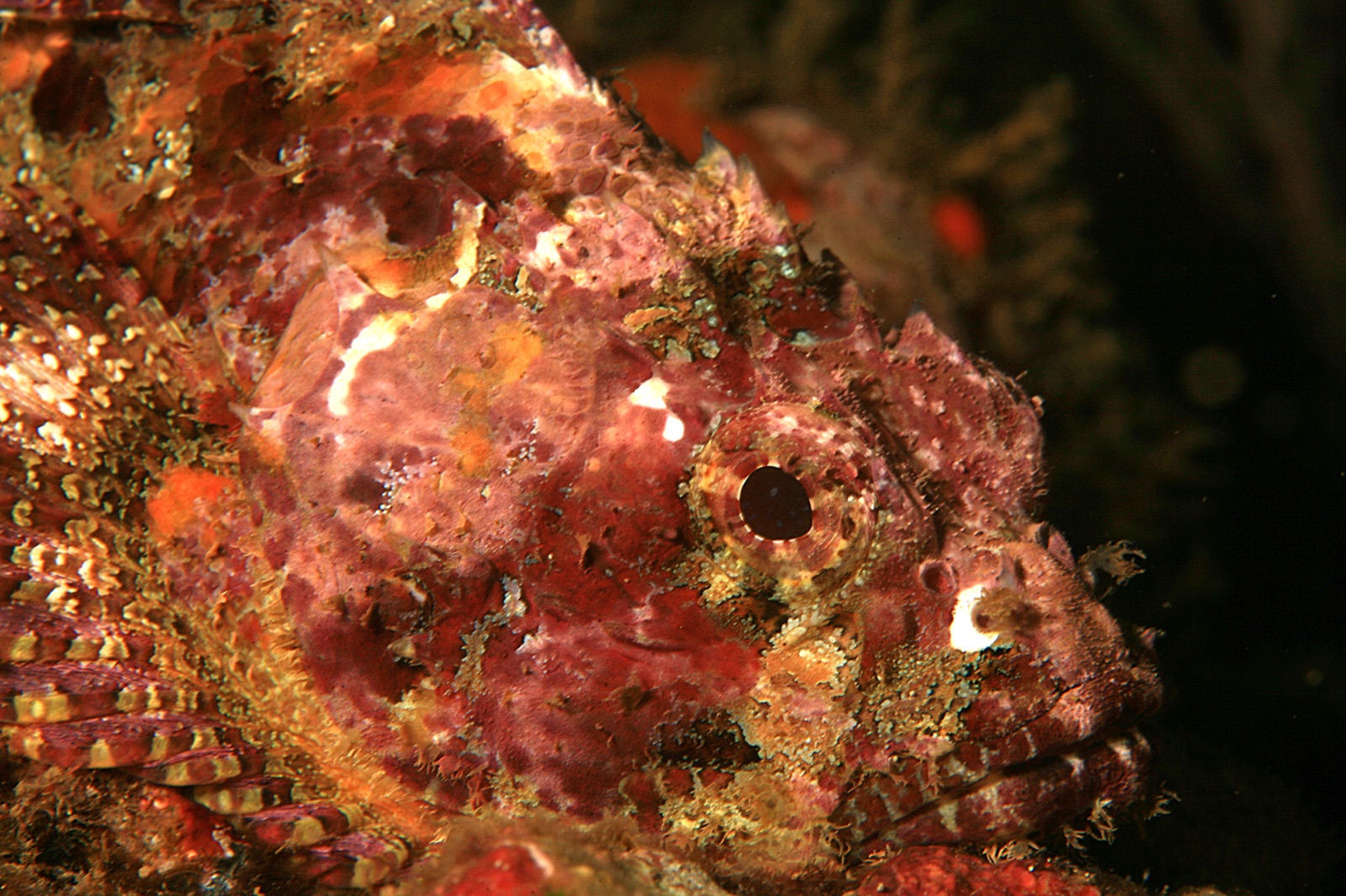 Photo of Pacific scorpionfish (Scorpaena mystes)