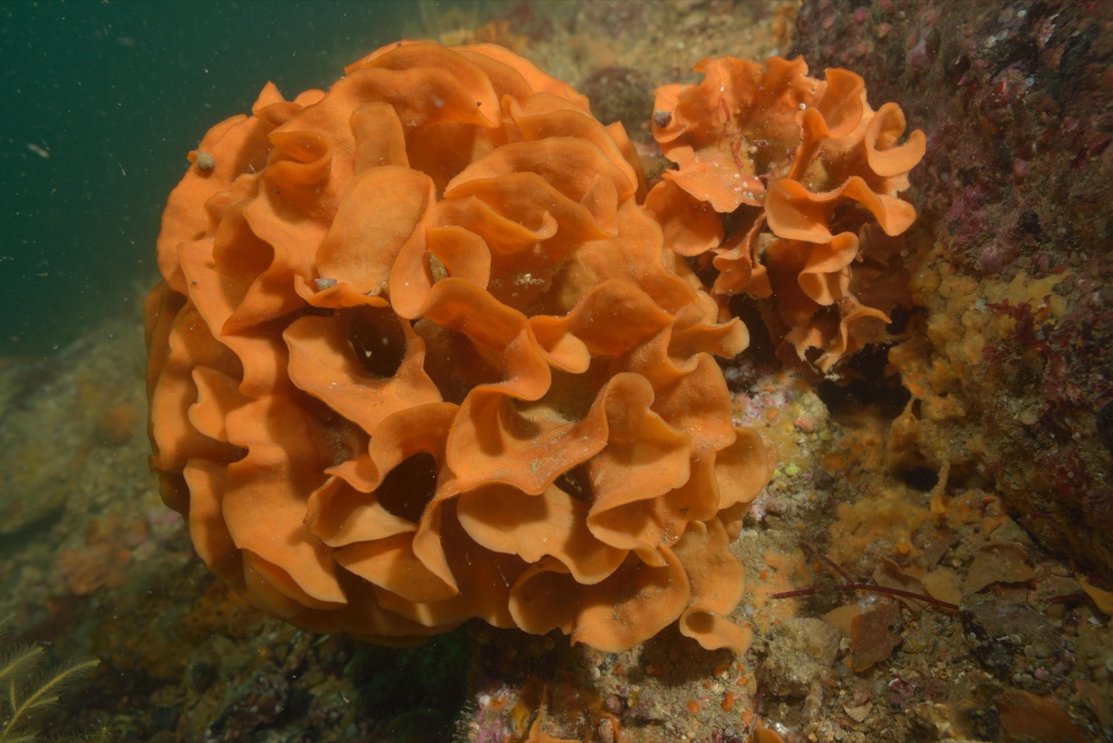 Photo of Mediterranean fan bryozoan (Pentapora fascialis)